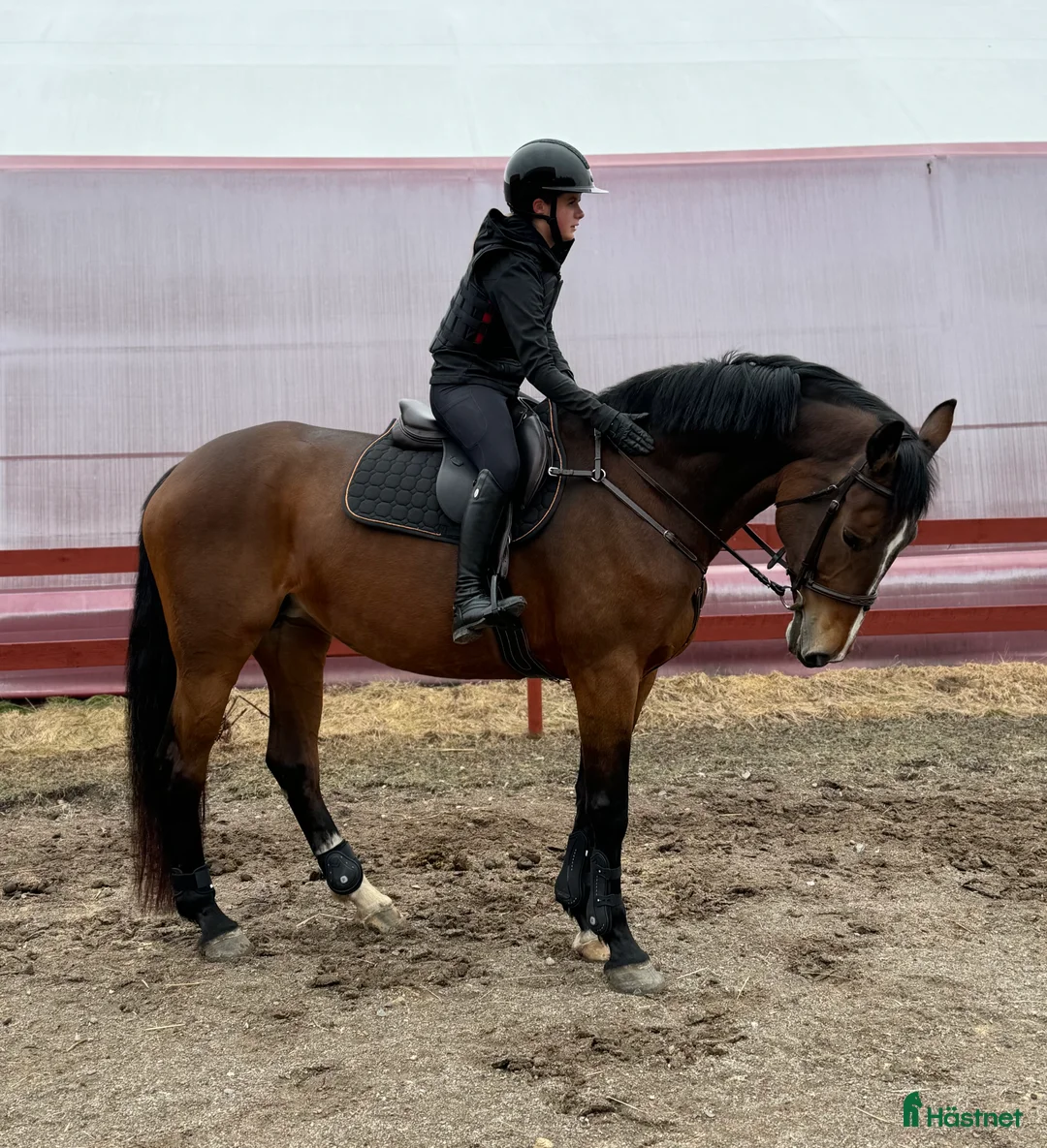 Avelshästar hästar till salu: SWB-sto till avel i Laxå - Annons 2