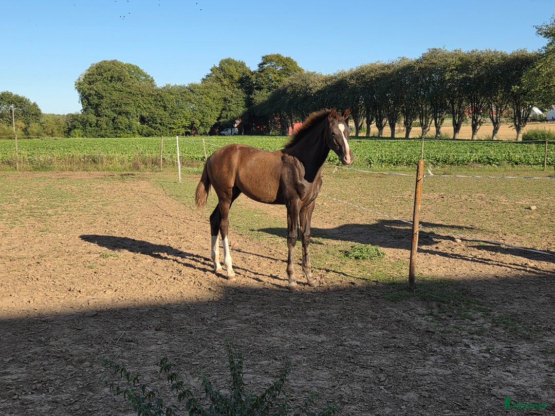 Dressyr hästar till salu: Lovande dressyrföl e. Söbakkehus First Mover i Blentarp - Annons 2