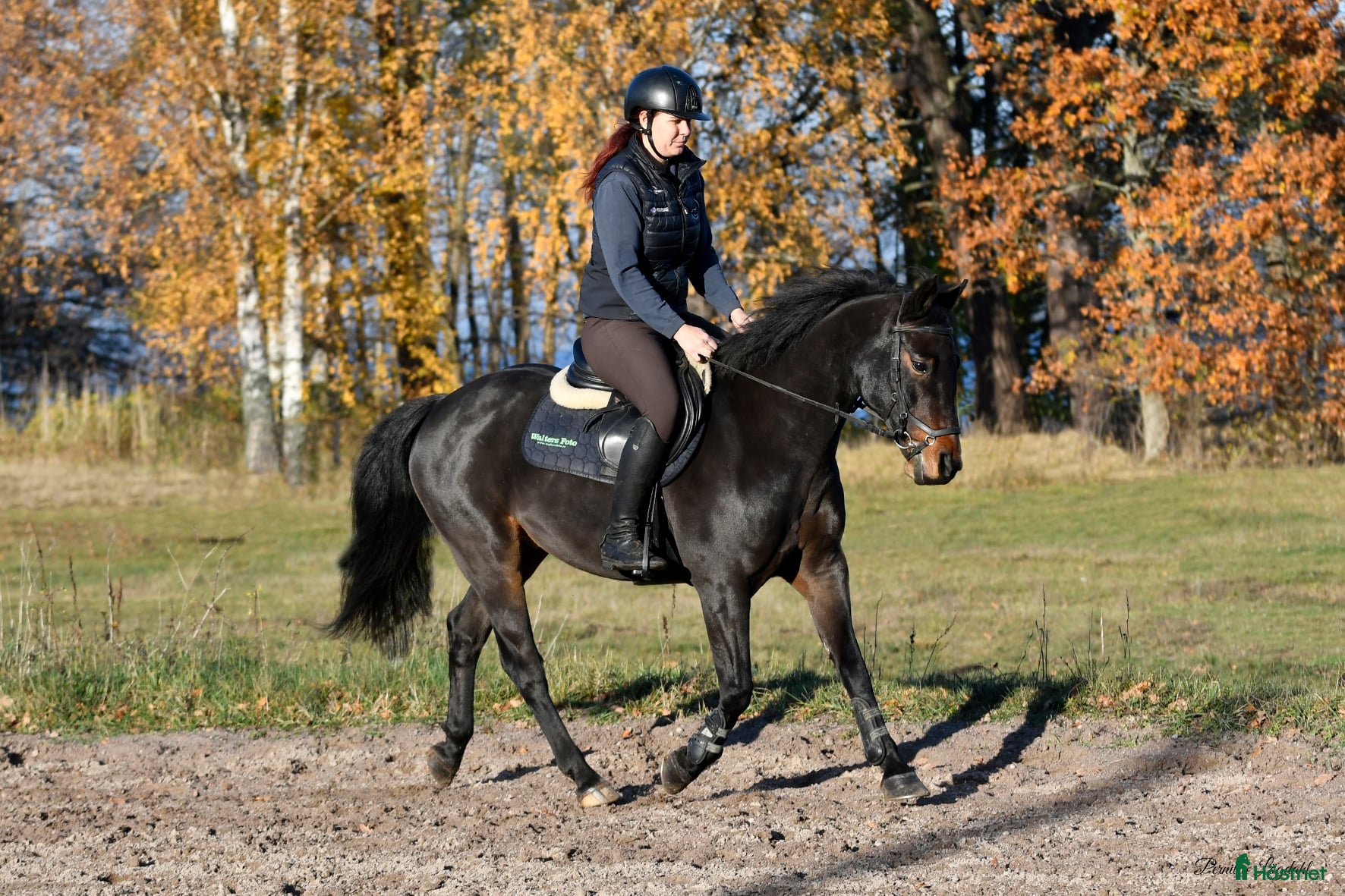  hästar Tillfälligt Prissänkt! i Västervik - Annons 11