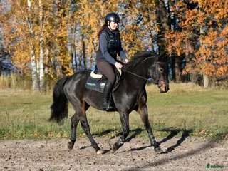 hästar Fynda! Hoppglad D-ponny - Annons 10