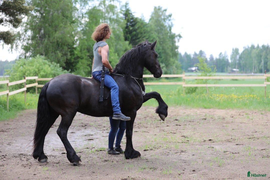 Allround hästar till salu: **Exceptional Horse for Sale** - Annons 8