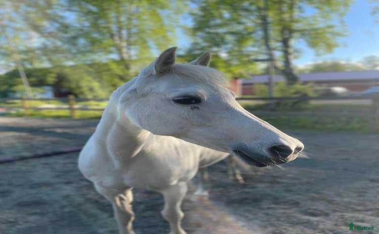  foderhäst i Skövde - Annons 11