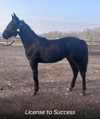  hästar Andelshäst  - Annons 1