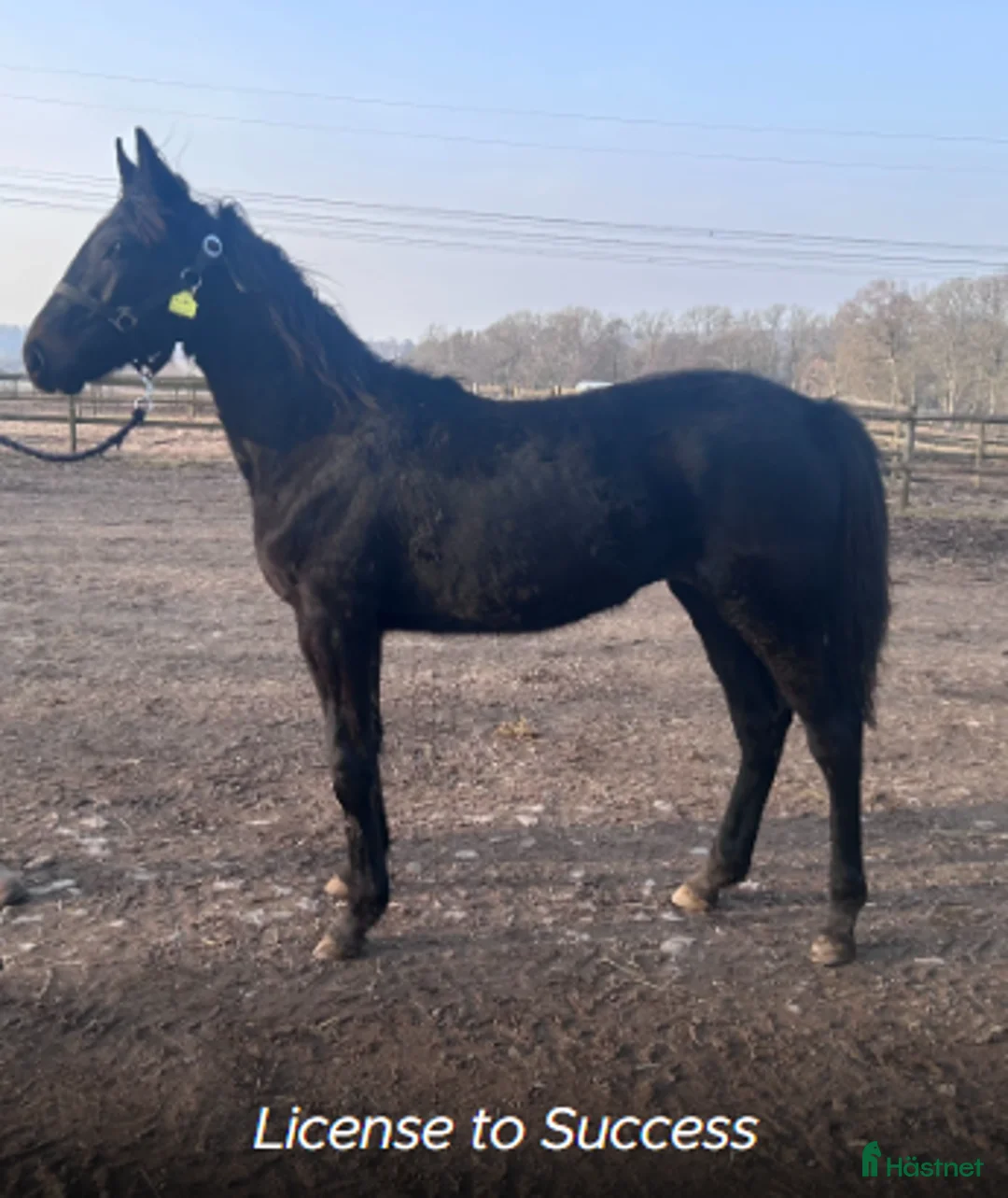 Trav hästar till salu: Andelshäst  i Bålsta - Annons 1