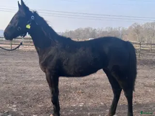 hästar Andelshäst - Annons 1