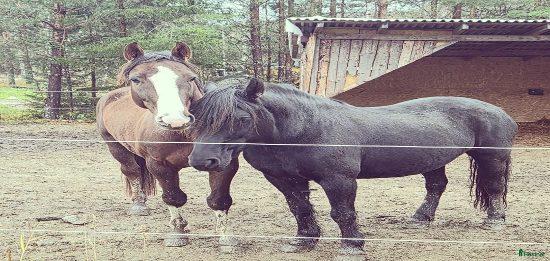 Galleribild {{count}}