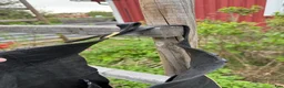 Övrig Ryttarutrustning ryttarutrustning till salu: Långa chaps - Annons 4