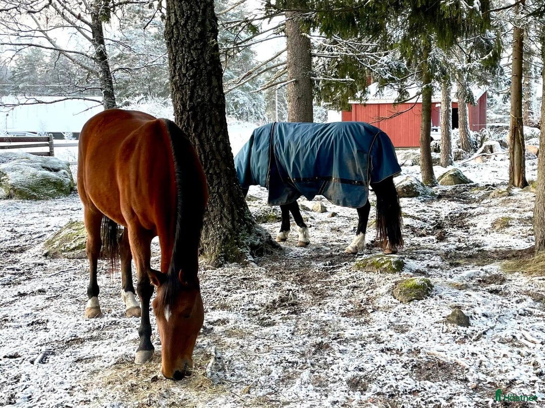  stallplats finnes: Boxplats eller lösdrift i Järlåsa - Annons 3