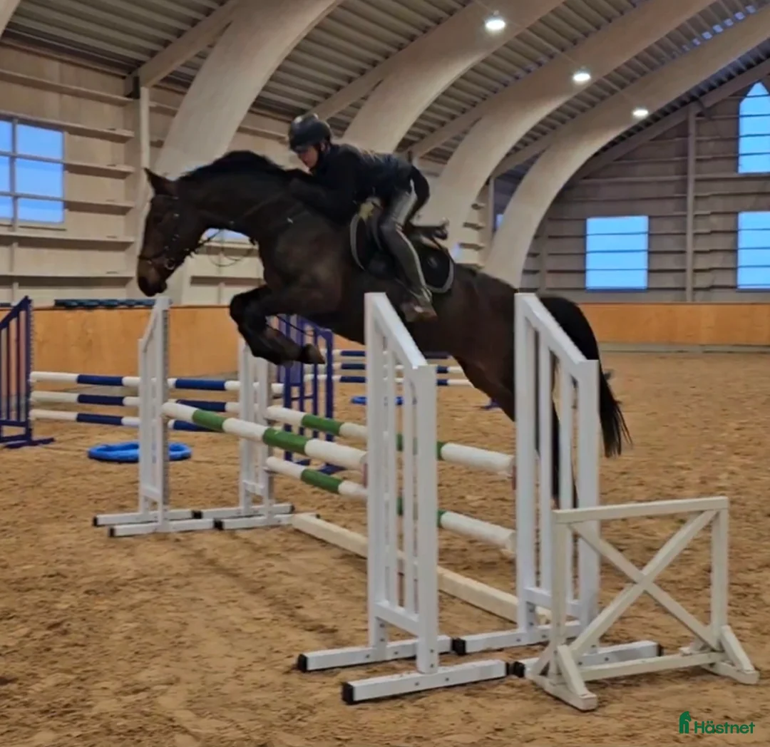 Allround hästar till salu: Charmigt och välridet sto. - Annons 1