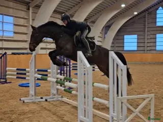 hästar Charmigt och välridet sto. - Annons 5