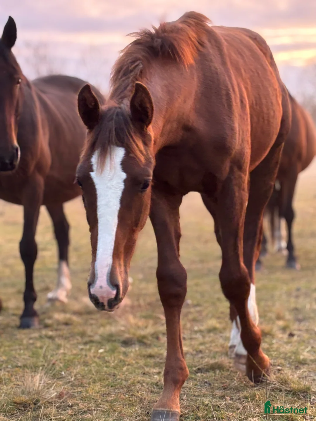 Hoppning hästar till salu: Åring e Janeiro de Bieville med utstrålning! - Annons 2