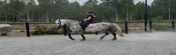 Allround hästar till salu: Förvalta vår Powerpuff pingla - Annons 4