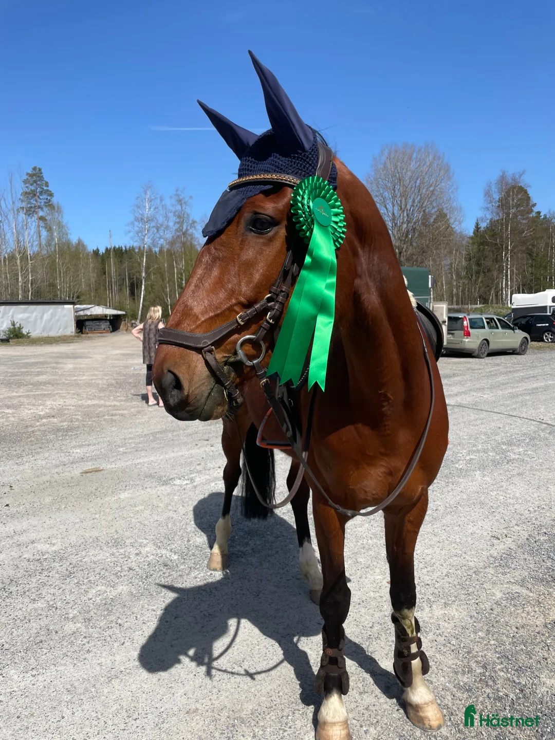 Allround hästar till salu: Intressekoll i Nora - Annons 8