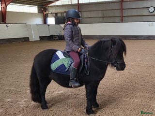 hästar Rid och körbar Shetlandsvalack i Lund - Annons 9