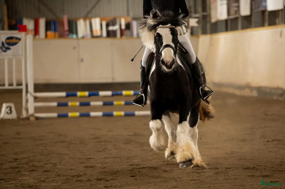Allround hästar till salu: Tävlingsponny eller bästa vän ❤️ i Filipstad - Annons 1