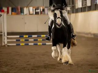 hästar Tävlingsponny eller bästa vän ❤️ i Filipstad - Annons 8