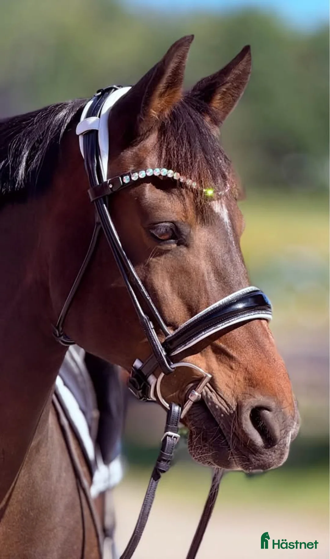 Träns hästutrustning till salu: Fint träns med lack/strass - Annons 4