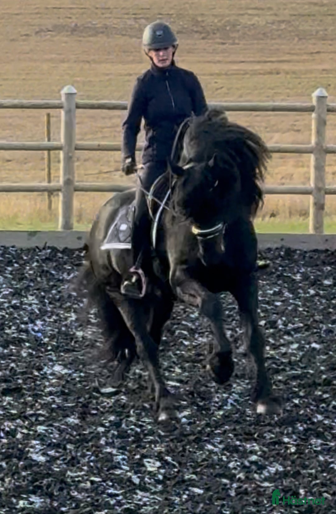 Dressyr hästar till salu: Mycket lovande Frieser med stor utstrålning  i Lindesberg - Annons 4