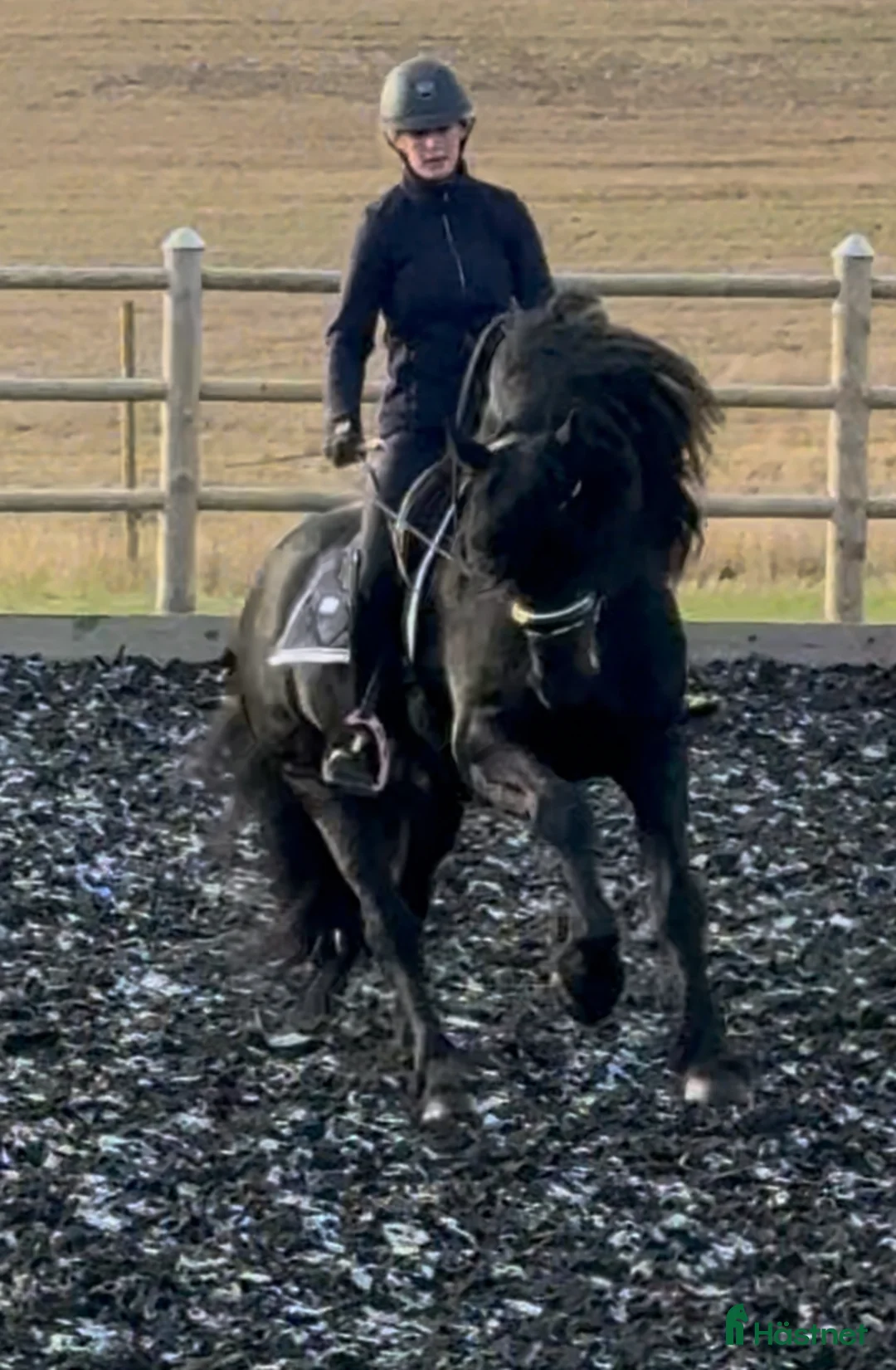 Dressyr hästar till salu: Mycket lovande Frieser med stor utstrålning  - Annons 4