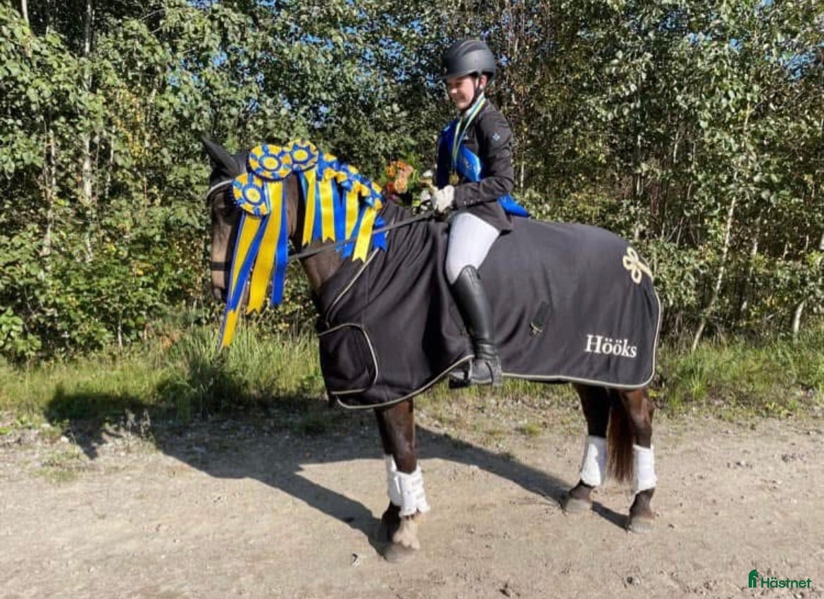  hästar Guldkille till salu! i Kvissleby - Annons 1