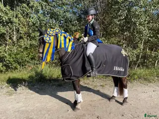 hästar Guldkille till salu! i Kvissleby - Annons 2