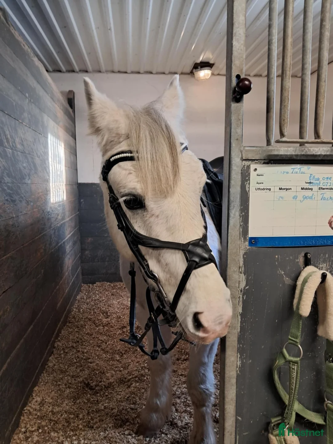 Hoppning hästar till salu: Charmig B-ponny söker nästa bästa vän ❤️ - Annons 2
