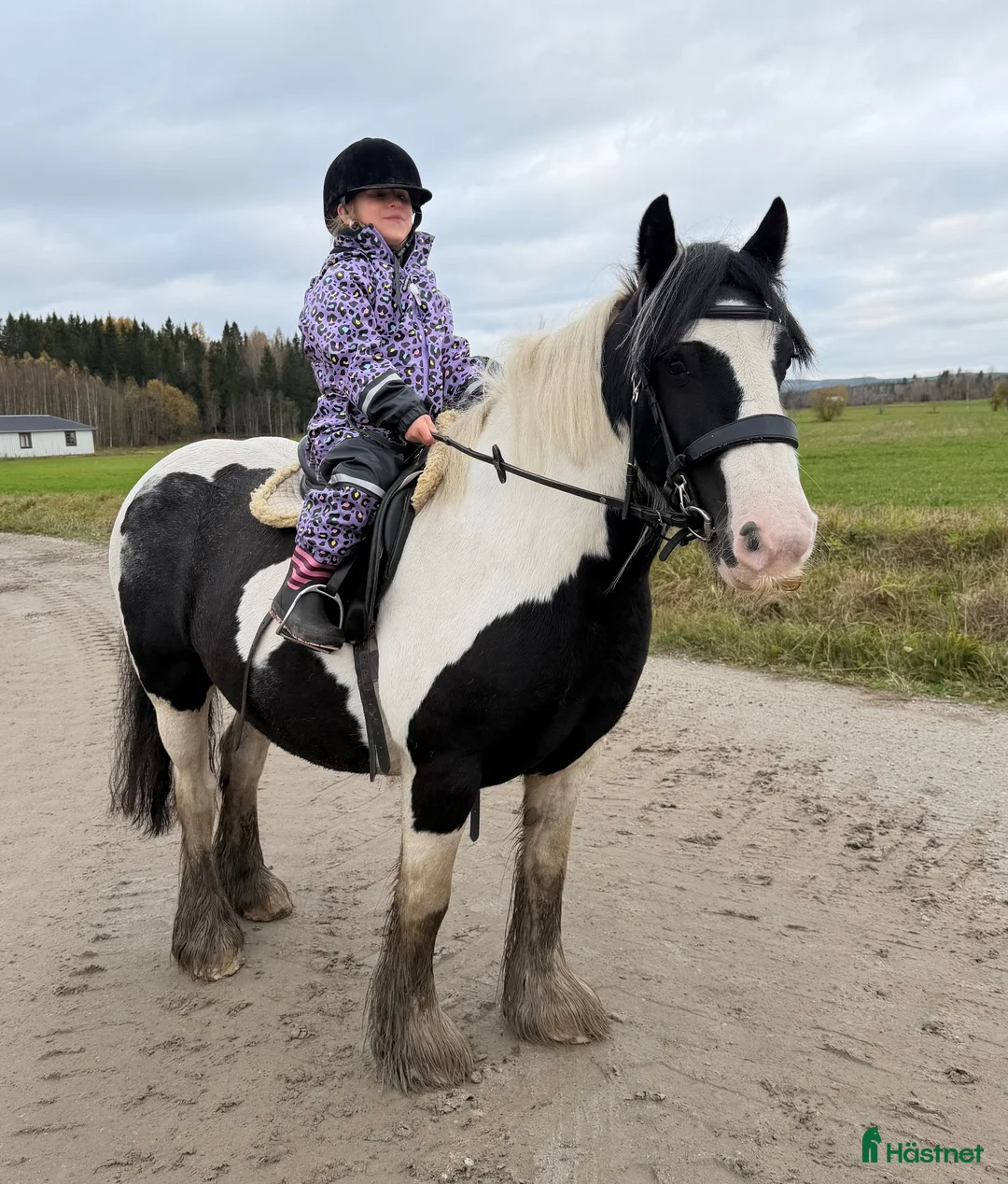 Allround hästar till salu: Genomsnäll 10 årig cobponny - Annons 2