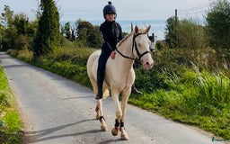 Hoppning hästar till salu: Selection of Irish ponies i Ljungby - Annons 14