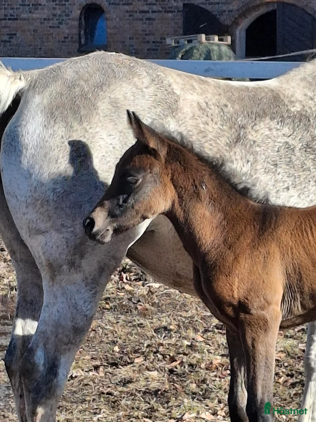Allround hästar till salu: Framtida tävlingsämne  - Annons 2