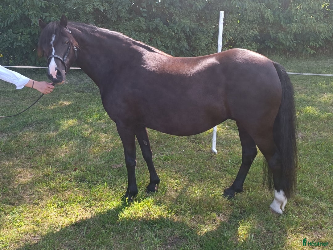 Allround hästar till salu: Welsh mountain hingst  i Borgholm - Annons 14