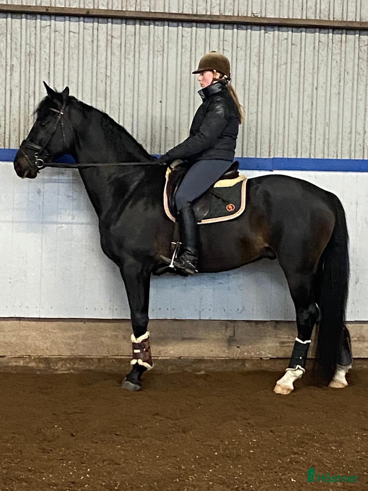  hästar Trevlig häst för framtiden - Annons 3