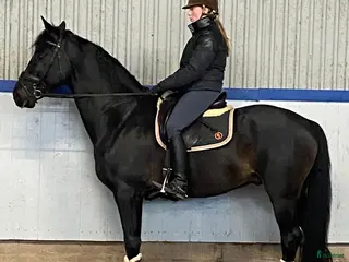 hästar Trevlig häst för framtiden - Annons 3