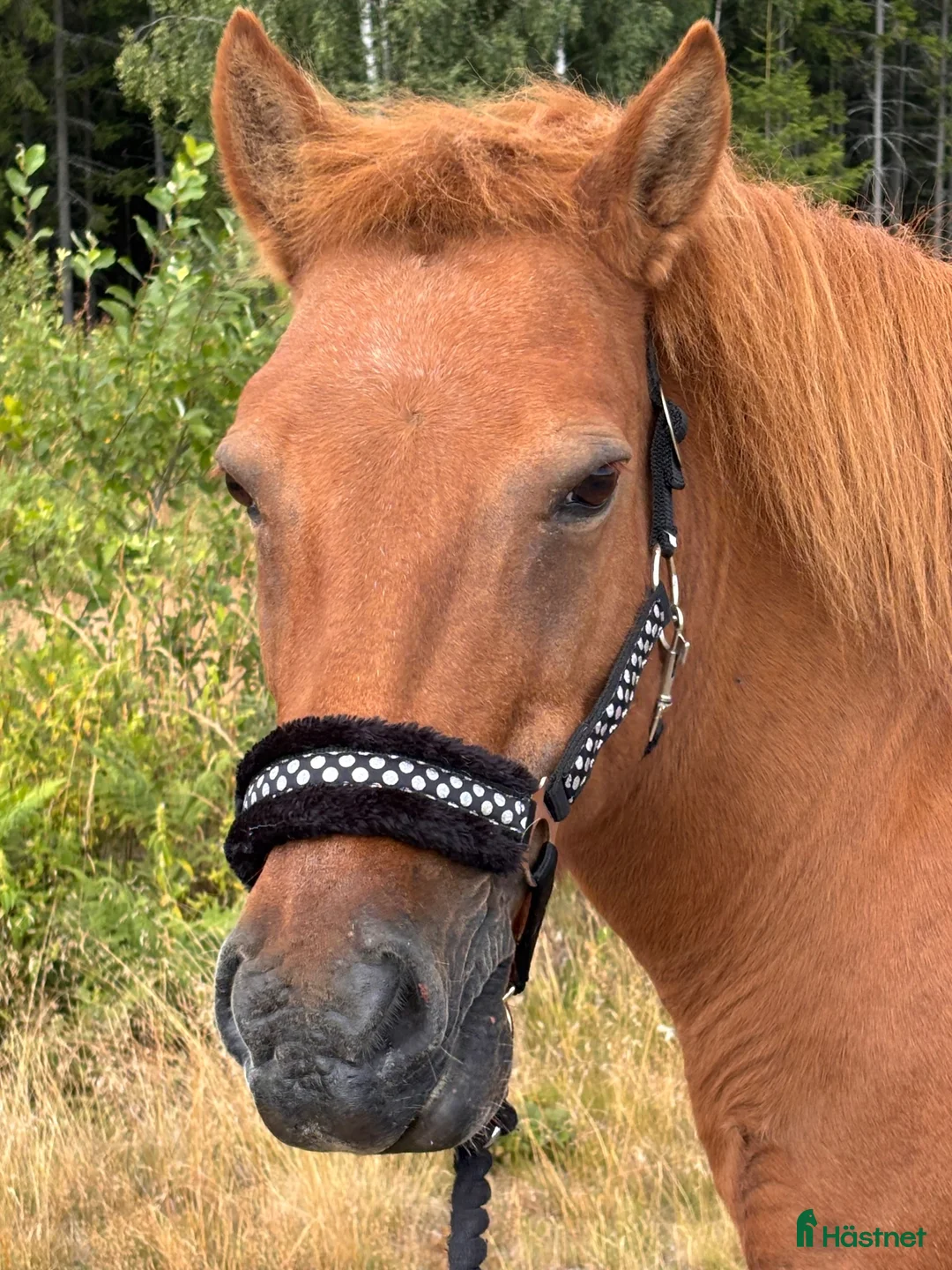 Island hästar till salu: Sällskapshäst - Annons 2
