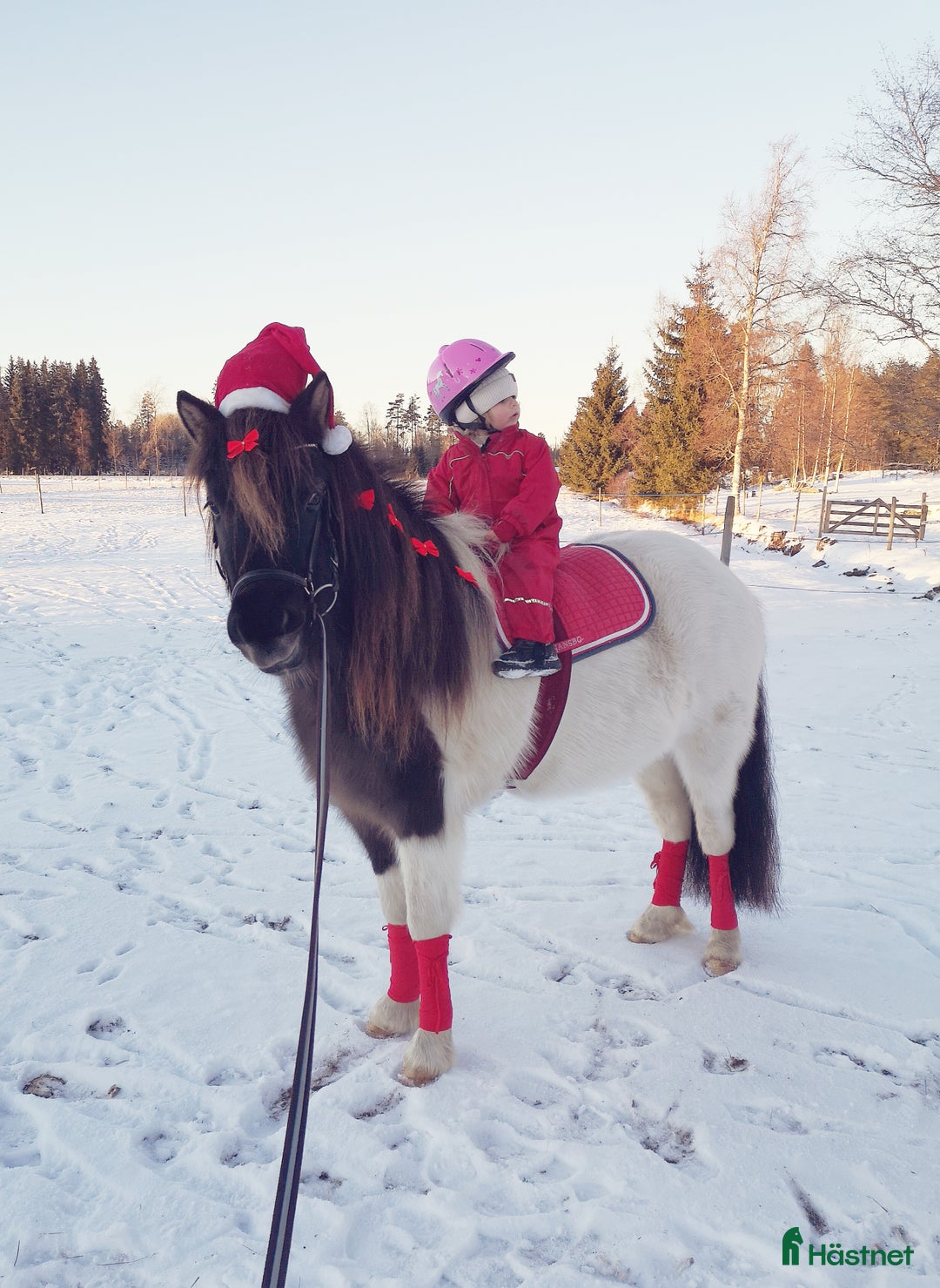 Övrigt hästar till salu: Islandssto i Åseda - Annons 13