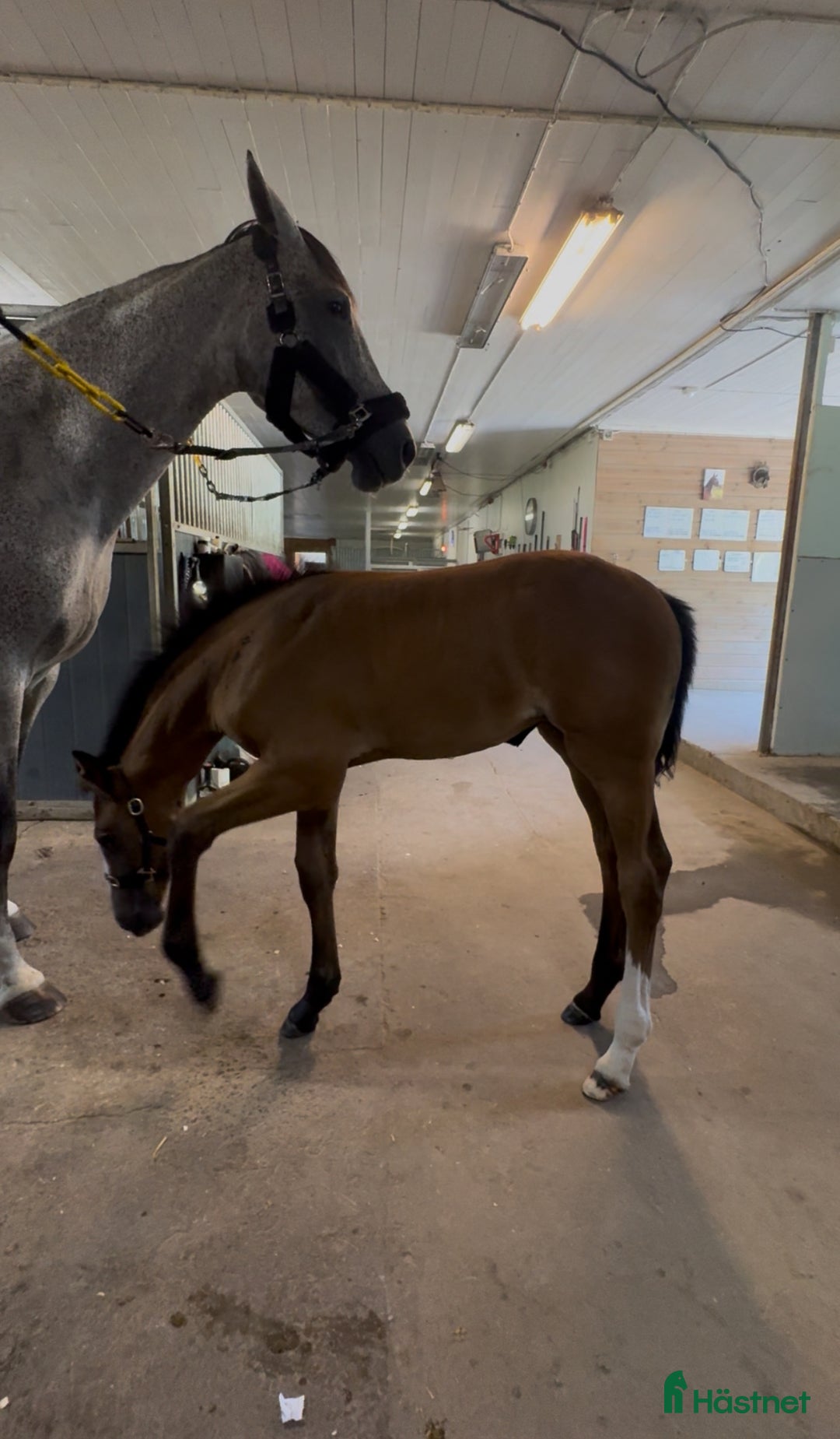 Hoppning hästar till salu: Stoföl efter Plot Pearl Zäta JL i Svensbyn - Annons 6