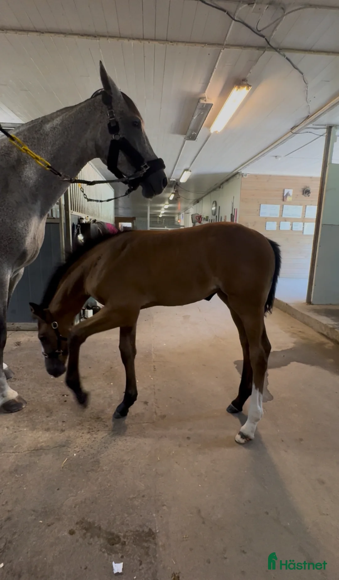 Hoppning hästar till salu: Lovande stoföl e.Plot Pearl Zäta JL - Annons 7