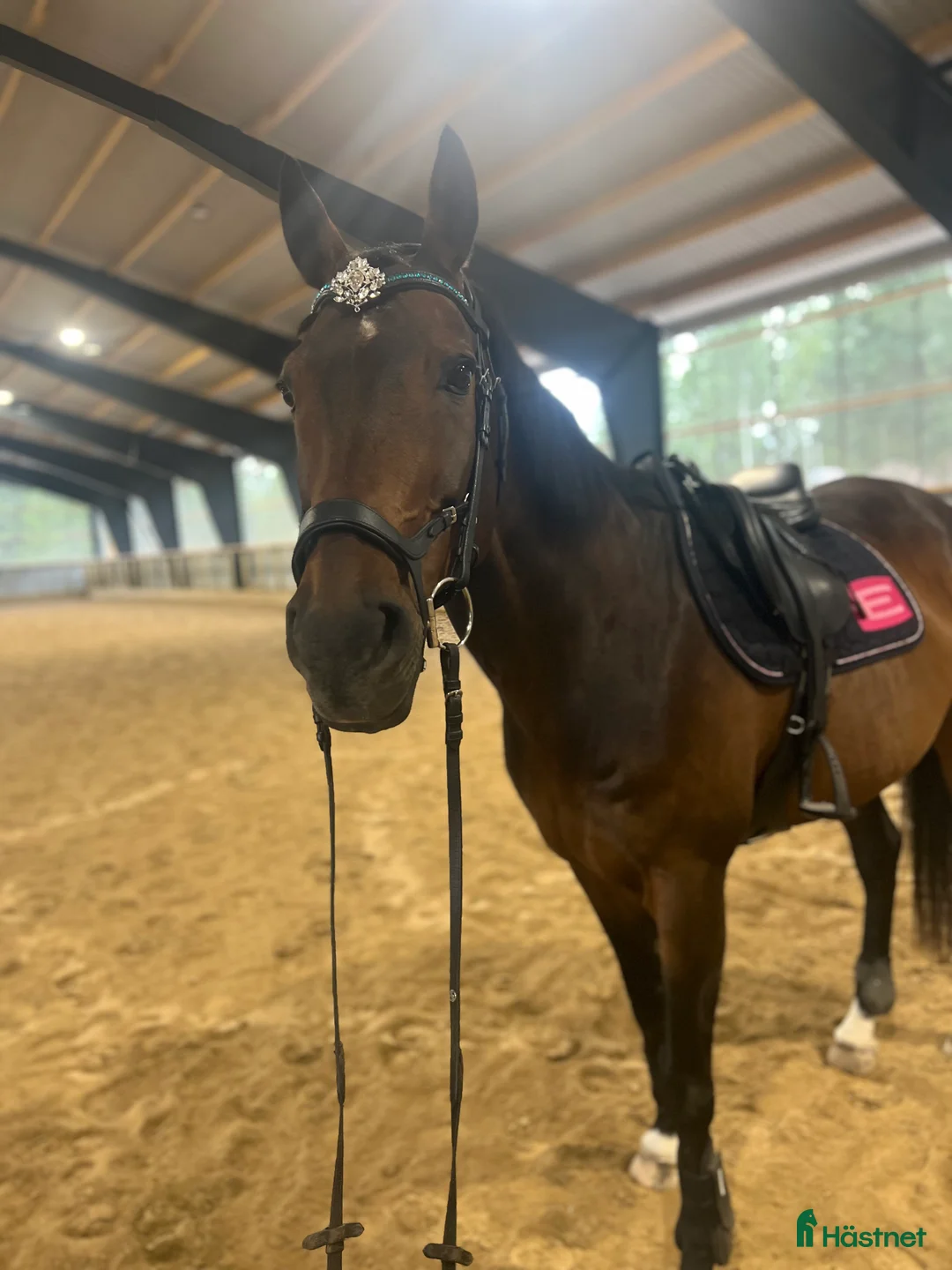 Hoppning hästar till salu: Häst med kapacitet i Henån - Annons 4