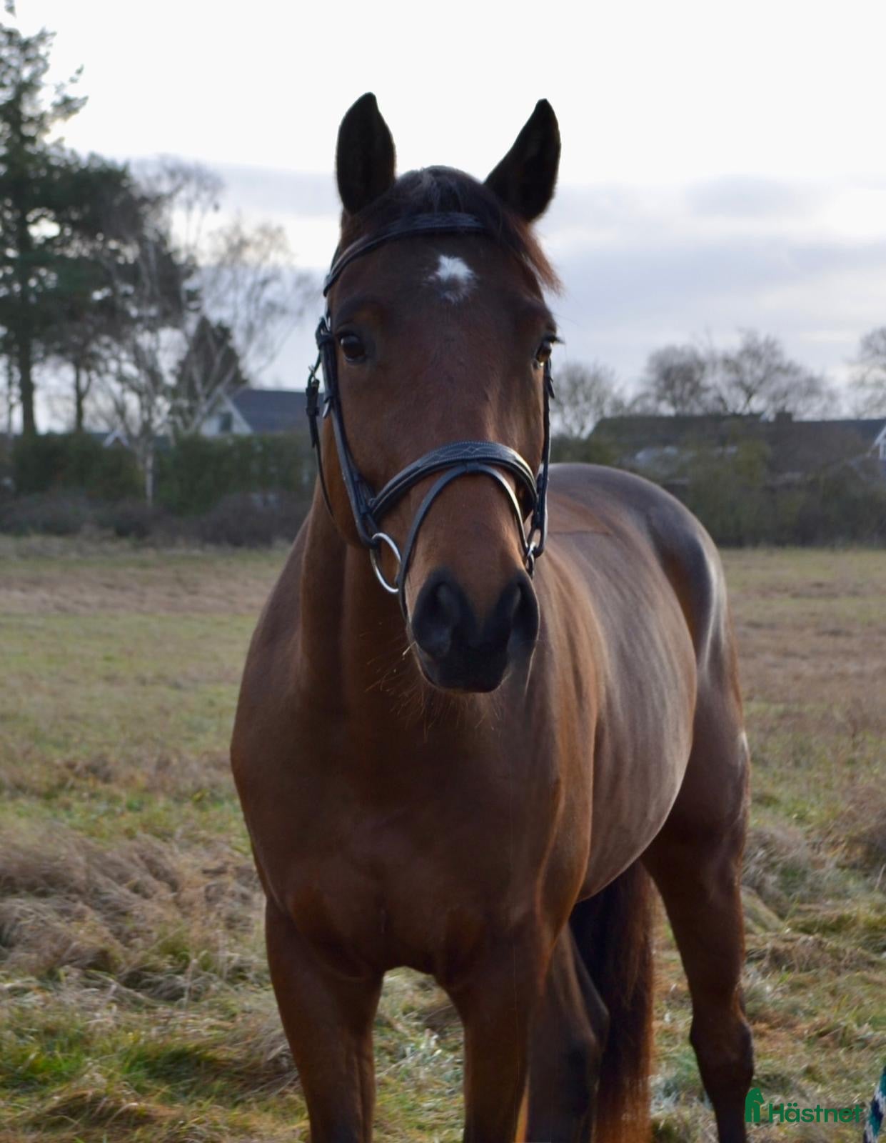  hästar FRAMTIDS ÄMNE!  i Ekeby - Annons 1