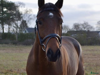 hästar FRAMTIDS ÄMNE! i Ekeby - Annons 1