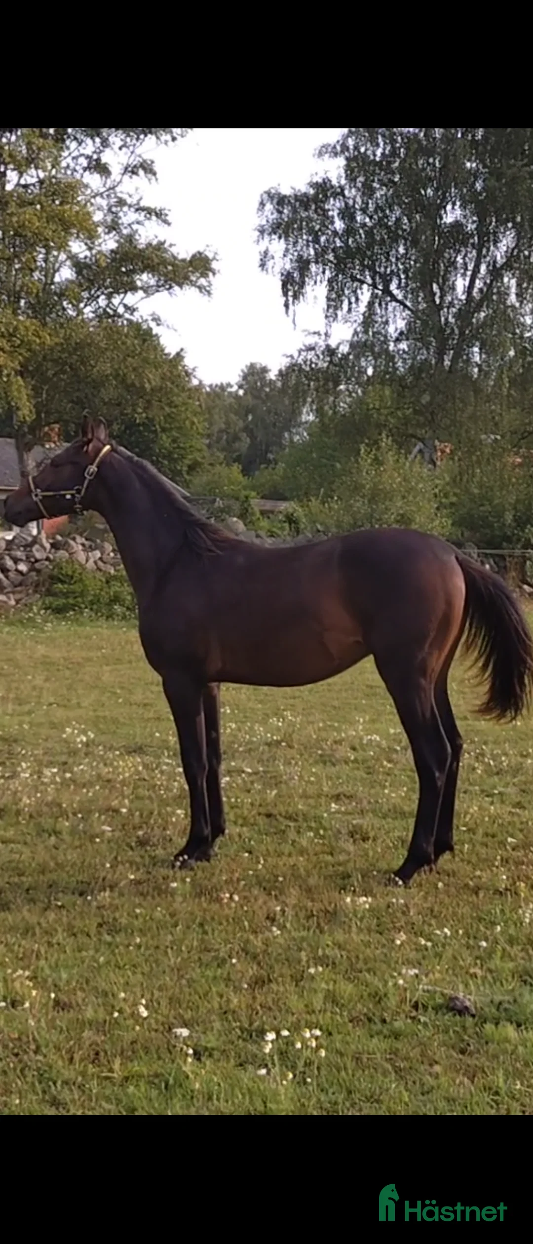 Dressyr hästar till salu: Valack-24 i Hörby - Annons 2