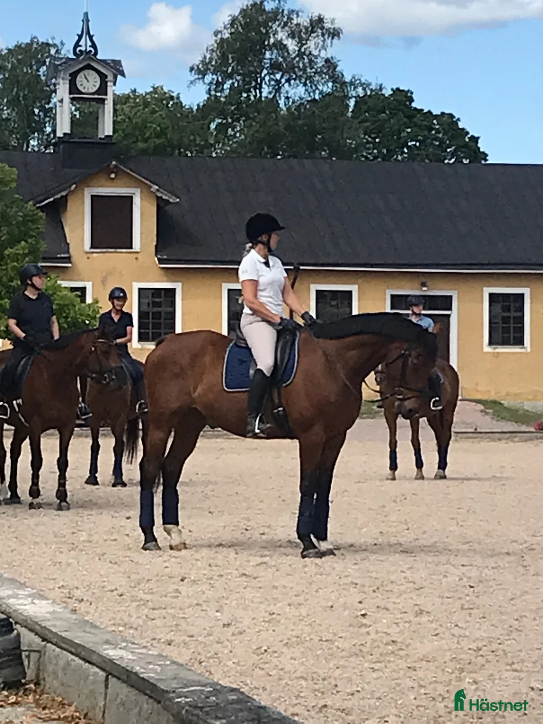  medryttarhäst sökes: Erfaren och pålitlig medryttare finnes - Annons 3