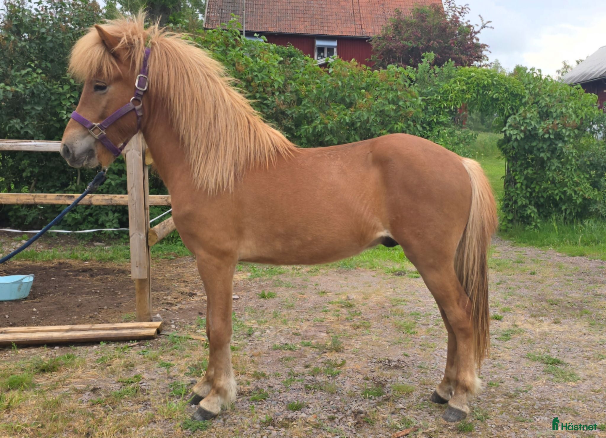  hästar Vacker 2årig hingst - Annons 13