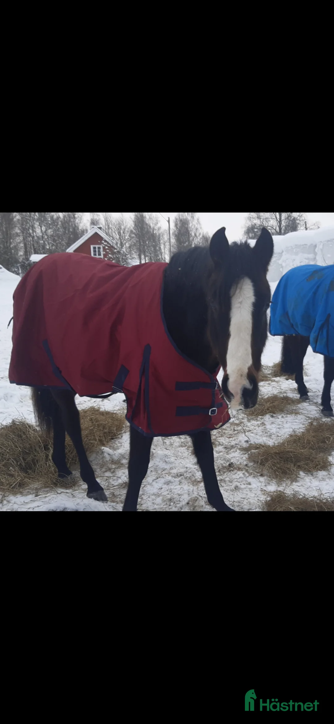 Allround hästar till salu: Sto för framtiden - Annons 4
