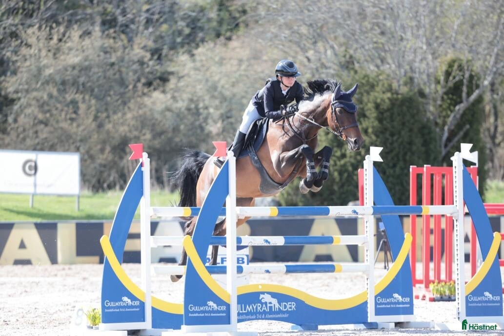  hästar Children eller första storhäst i Västerås - Annons 2