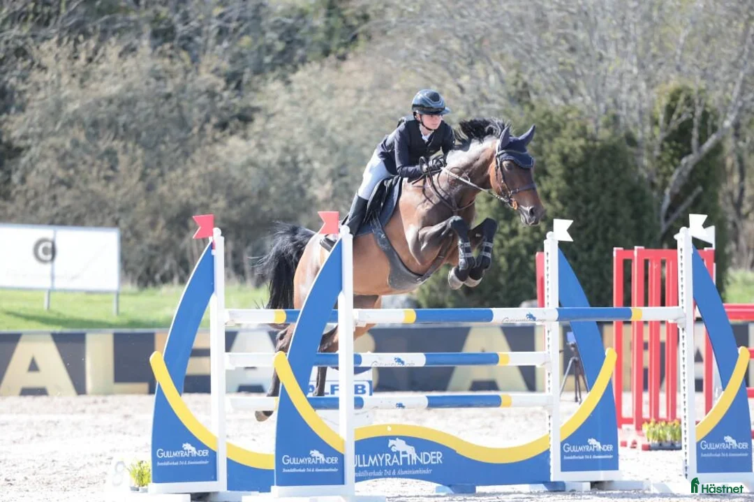 Hoppning hästar till salu: Children eller första storhäst i Västerås - Annons 1