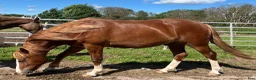 Allround hästar till salu: Mycket trevlig Welsh cob säljes! - Annons 3