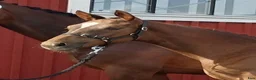 Dressyr hästar till salu: Föl med internationell dressyrstam i Hedemora - Annons 2