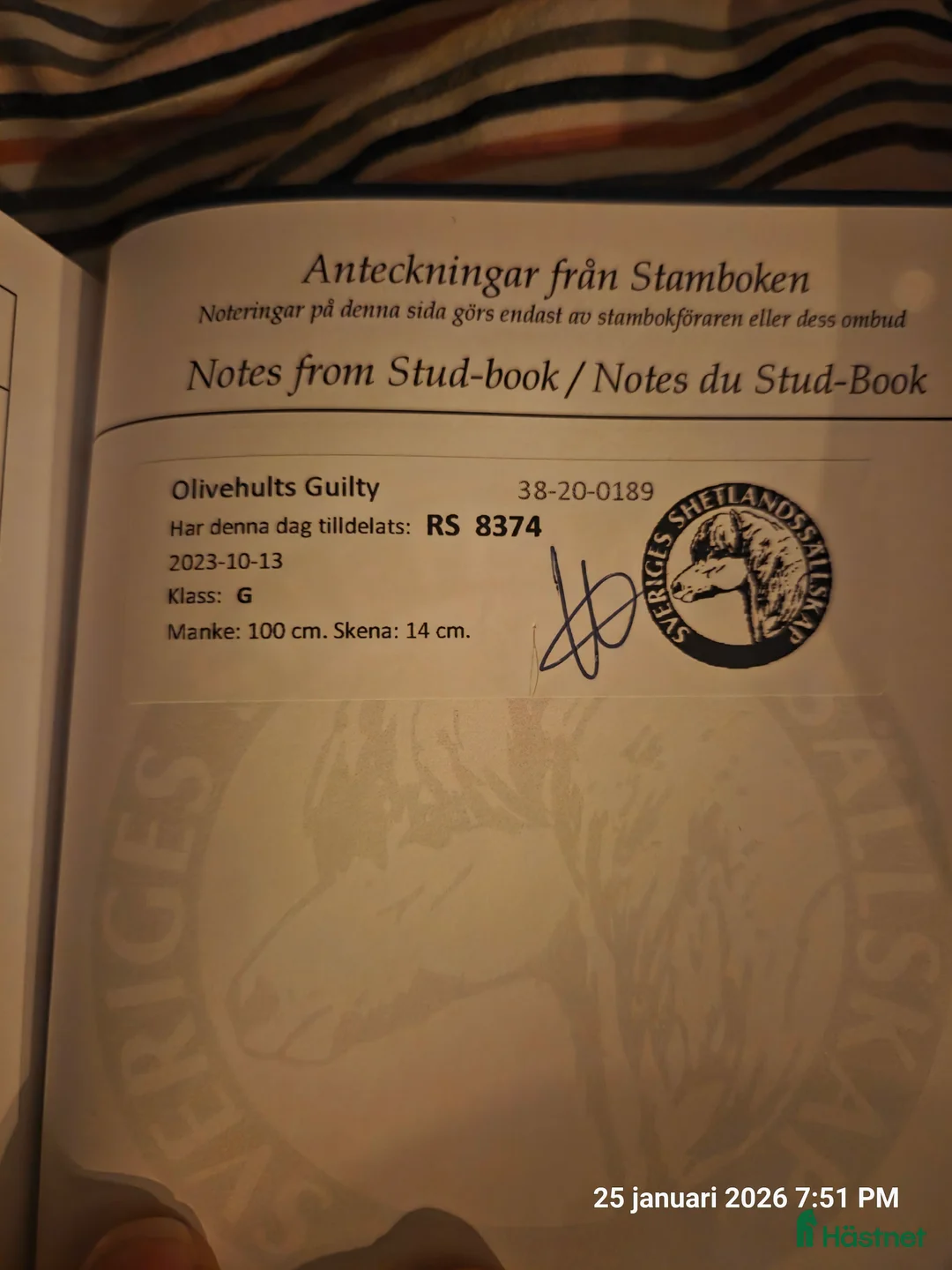 Allround hästar till salu: Supersöta Mimmi - Annons 2