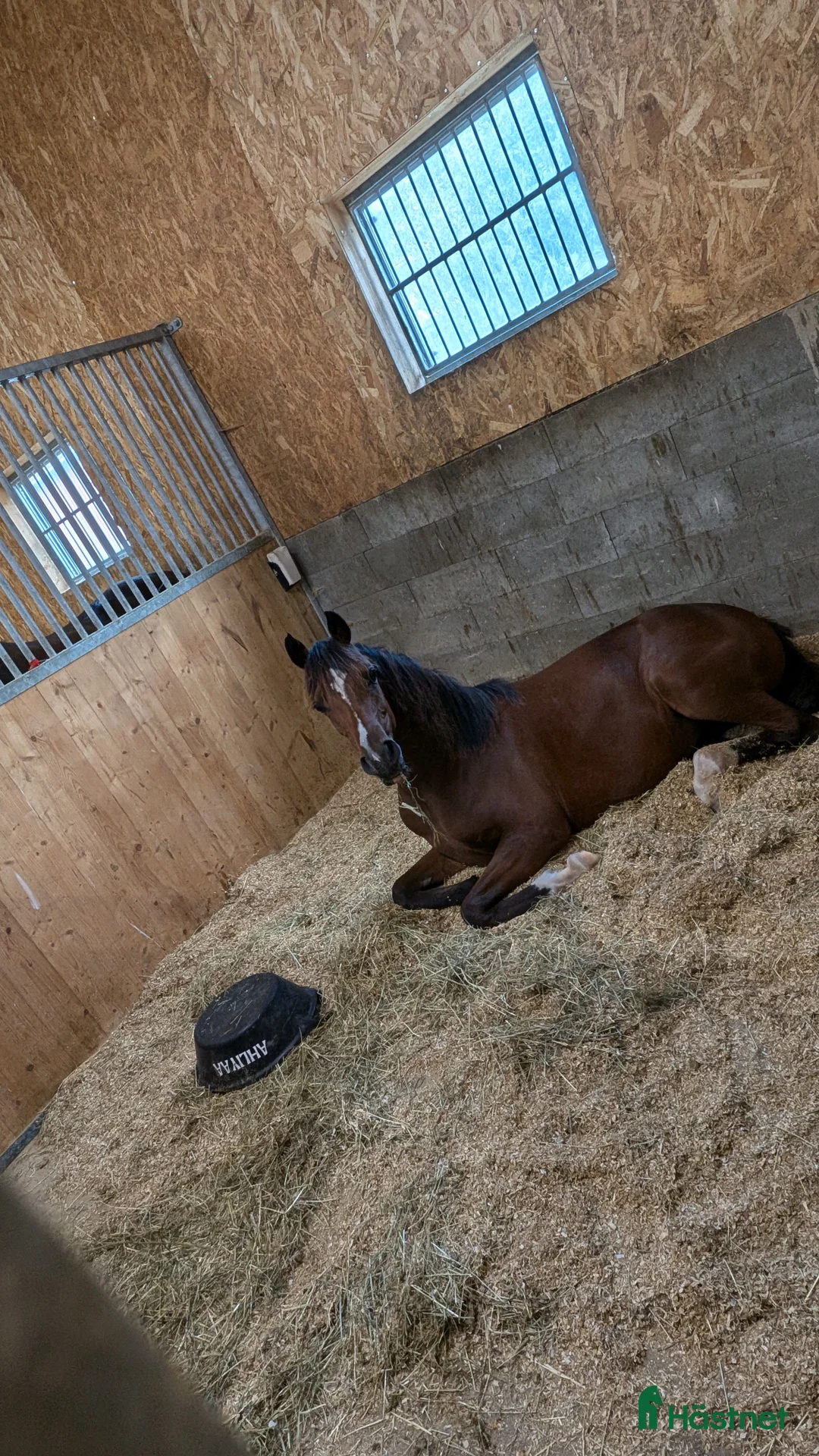  medryttarhäst finnes: Söker medryttare - Annons 7