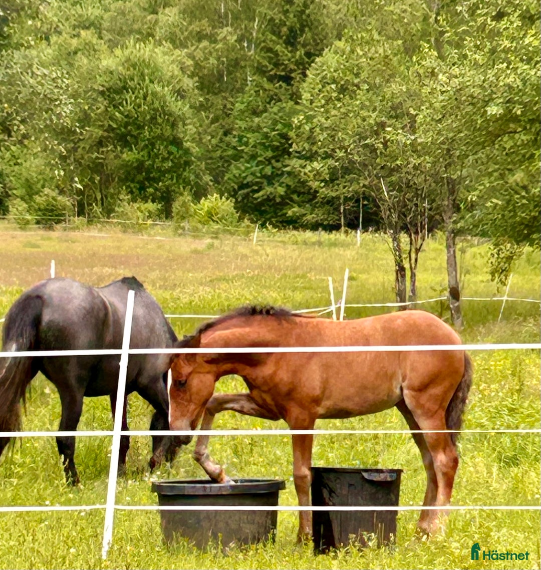 Allround hästar till salu: kvalitetsföl PRE, Sto och Perlino Hingst i Ullared - Annons 2